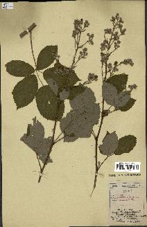 spécimen de Rubus thyrsoideus