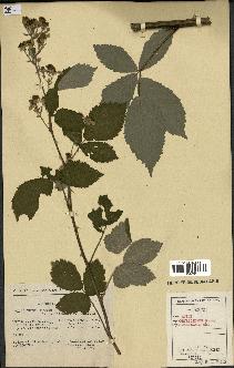 spécimen de Rubus thyrsoideus