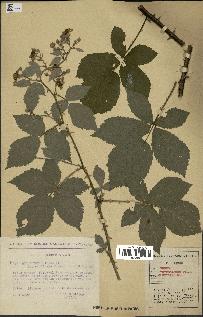 spécimen de Rubus thyrsoideus