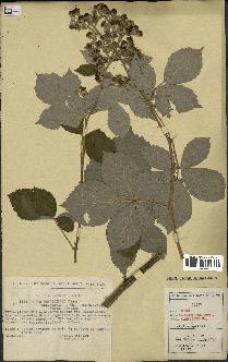 spécimen de Rubus thyrsoideus