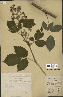 spécimen de Rubus thyrsoideus