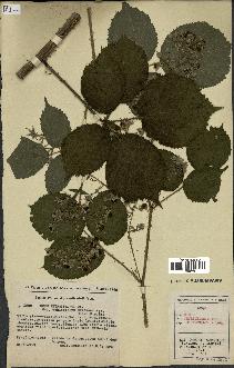 spécimen de Rubus thyrsiflorus