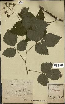 spécimen de Rubus thyrsiflorus