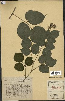spécimen de Rubus tereticaulis