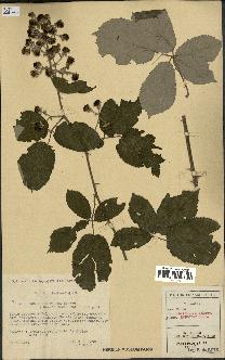 spécimen de Rubus ulmifolius