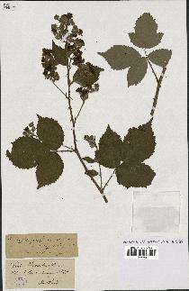 spécimen de Rubus thyrsoideus