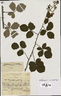 spécimen de Rubus ulmifolius x vestitus