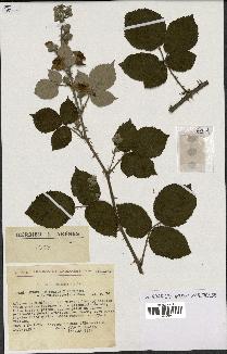 spécimen de Rubus ulmifolius x vestitus