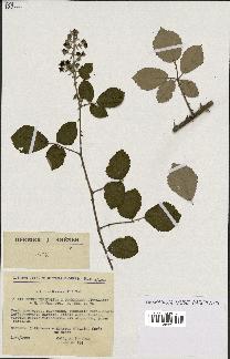 spécimen de Rubus ulmifolius x tomentosus