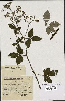 spécimen de Rubus ulmifolius x tomentosus