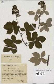 spécimen de Rubus ulmifolius x tomentosus