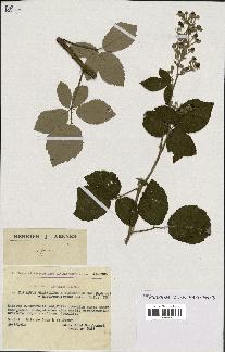 spécimen de Rubus ulmifolius x tomentosus