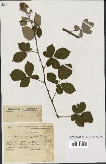 spécimen de Rubus ulmifolius x tomentosus