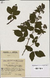 spécimen de Rubus ulmifolius x tomentosus