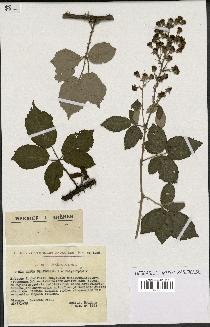 spécimen de Rubus sp.