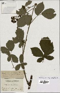 spécimen de Rubus thyrsoideus