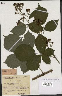 spécimen de Rubus rhamnifolius