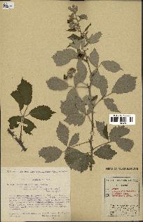 spécimen de Rubus ulmifolius