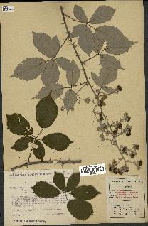 spécimen de Rubus ulmifolius