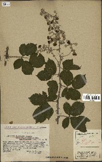 spécimen de Rubus ulmifolius