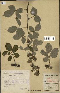 spécimen de Rubus ulmifolius