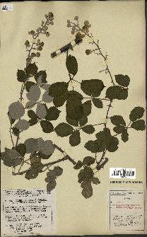 spécimen de Rubus ulmifolius