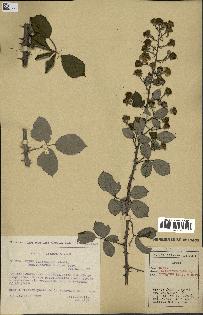 spécimen de Rubus ulmifolius