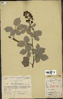 spécimen de Rubus ulmifolius