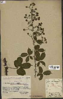 spécimen de Rubus ulmifolius