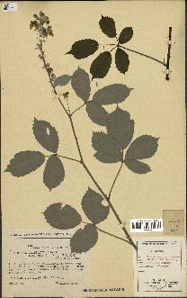 spécimen de Rubus ulmifolius