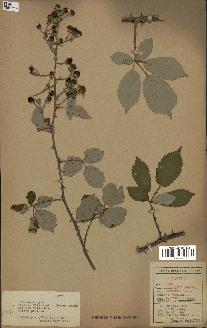 spécimen de Rubus ulmifolius