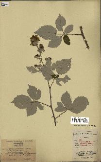 spécimen de Rubus ulmifolius