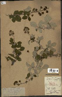 spécimen de Rubus ulmifolius