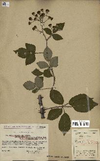 spécimen de Rubus ulmifolius