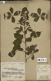 spécimen de Rubus ulmifolius