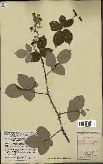 spécimen de Rubus ulmifolius