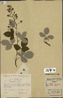 spécimen de Rubus ulmifolius