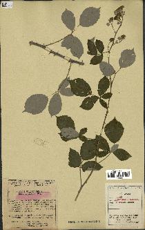 spécimen de Rubus ulmifolius