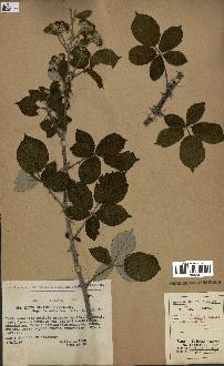 spécimen de Rubus ulmifolius