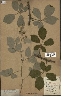 spécimen de Rubus ulmifolius