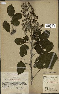 spécimen de Rubus ulmifolius