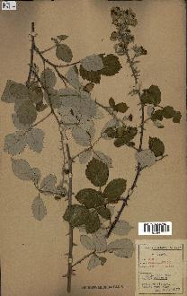 spécimen de Rubus ulmifolius