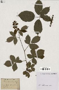 spécimen de Rubus thyrsoideus