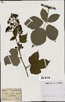 spécimen de Rubus discolor