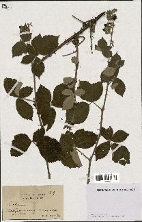 spécimen de Rubus sp.