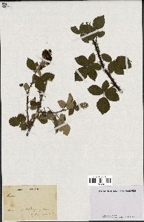 spécimen de Rubus sp.
