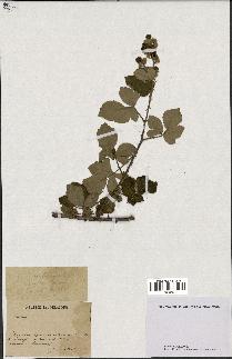 spécimen de Rubus sp.