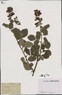 spécimen de Rubus tomentosus