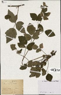 spécimen de Rubus tomentosus