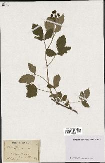 spécimen de Rubus tomentosus